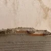 Mortier sec anti-sel (20 kg). Crée une couche isolante sur le mur qui empêche l'apparition de taches de sel causées par l'humidité